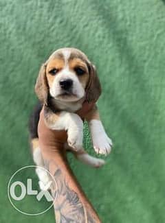 Imported Beagle From Ukraine with all documents Top Quality 0