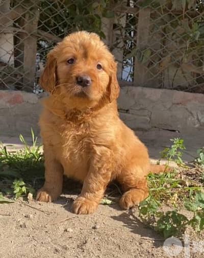 golden retriever puppies جولدن