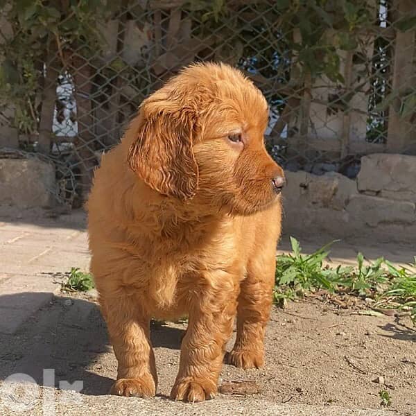 golden retriever puppies جولدن 1