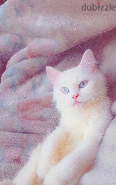 Persian cat for sale