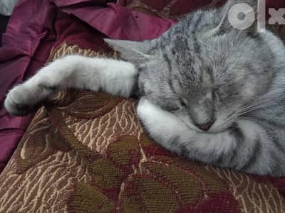 Egyptian mau cat قطة ماو مصري