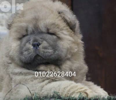متاح اجمل  جراوي تشاو تشاو chow chow اهالي مستورده من روسيا
