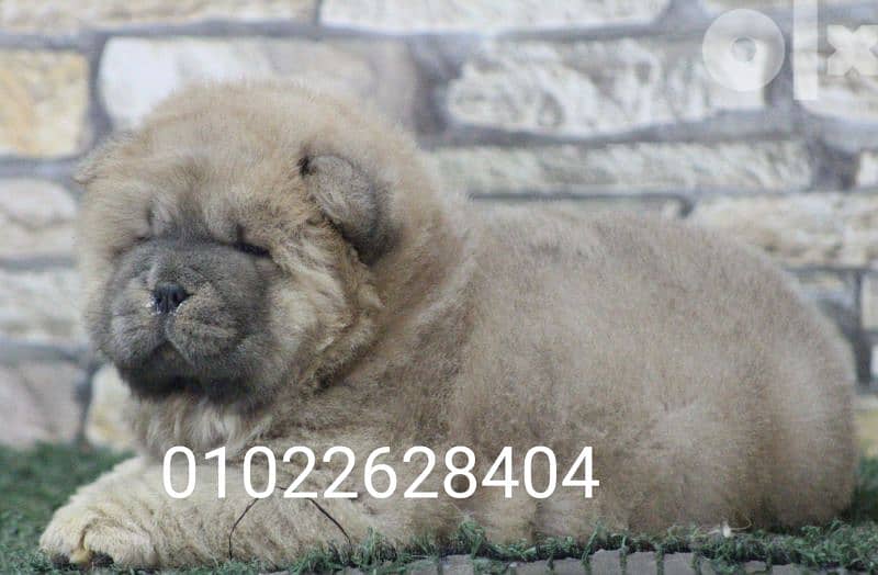 متاح اجمل  جراوي تشاو تشاو chow chow اهالي مستورده من روسيا 5