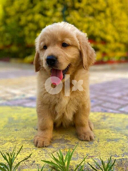 golden retriever puppies جولدن 0