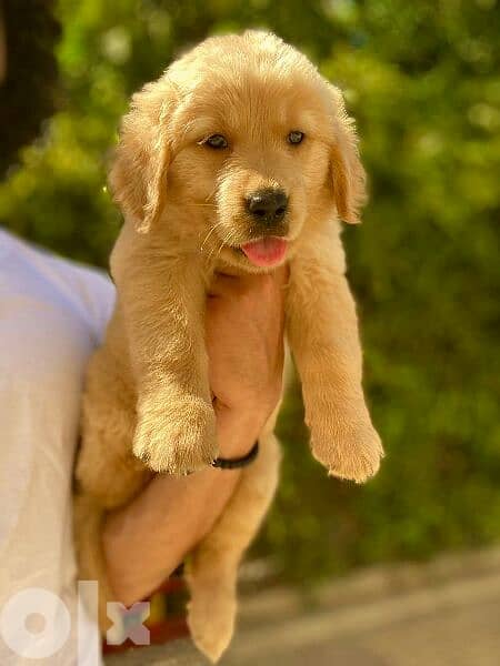 golden retriever puppies جولدن 1