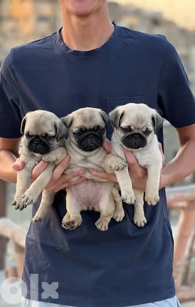 pug بج
