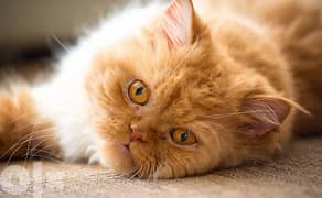 قطة شيرزاي persian ريد تابي