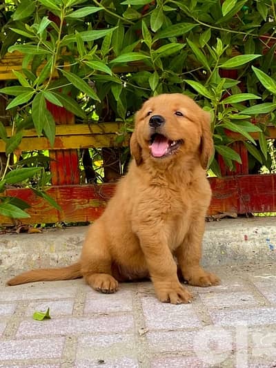 golden retriver puppies جولدن