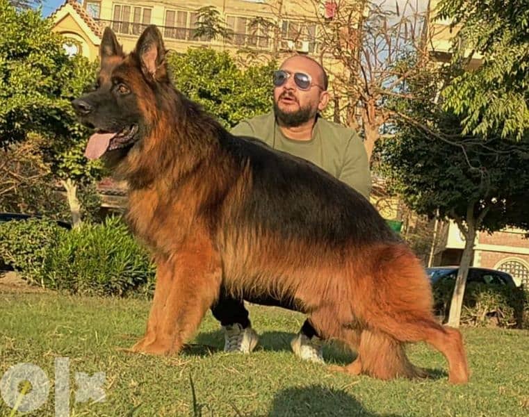 للزواج  جيرمن شيبرد German shepherd 0