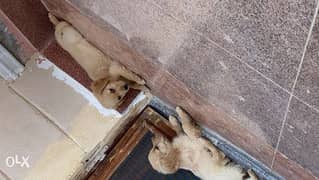 Golden Retriever Puppies 0