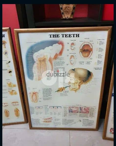 ٥ لوحات تعليميه طب الأسنان 3