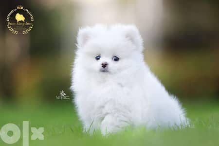 pomeranian