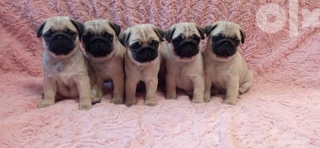 pug بج