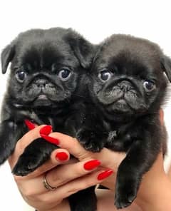 black pug بلاك بج