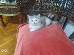 قطة شيرازي بيور ابيض في رمادي في مشمشي فاتح 0