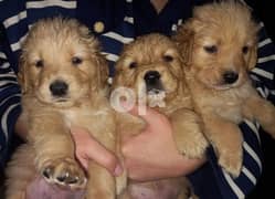 Golden retriever puppies for sale 0