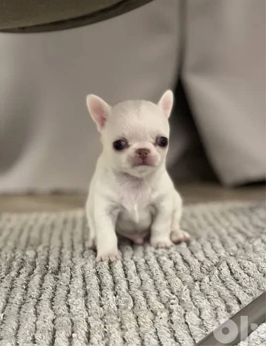 Chihuahua PURE WHITE BABY-FACE 1