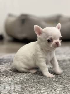 Chihuahua PURE WHITE BABY-FACE 0