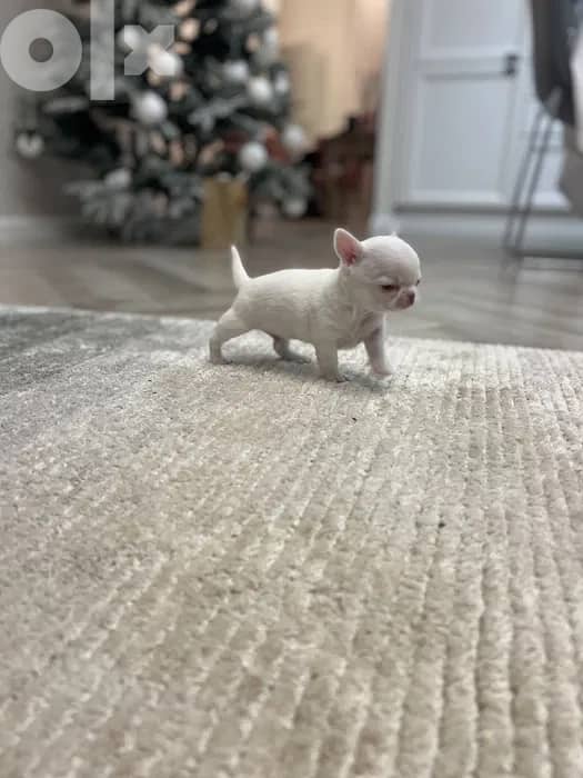 Chihuahua PURE WHITE BABY-FACE 3