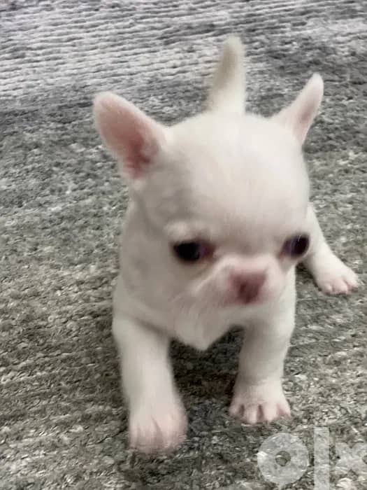 Chihuahua PURE WHITE BABY-FACE 5