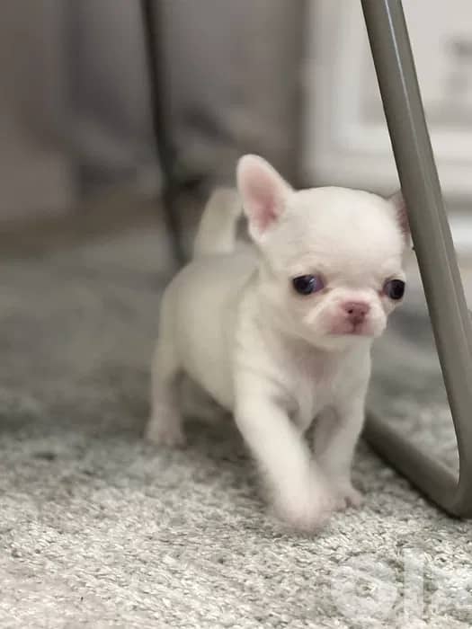 Chihuahua PURE WHITE BABY-FACE 7