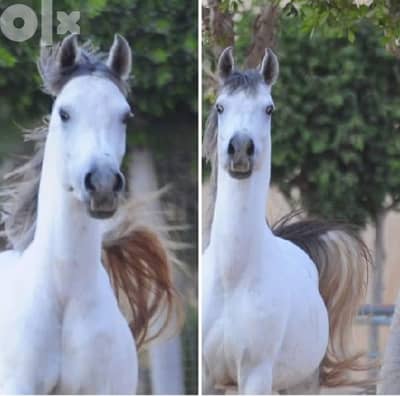 خيل عربي