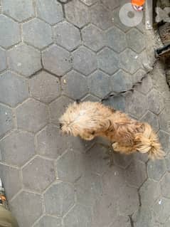كلب لولو جريفوان للبيع ولد جميل وطيب ومطيع 0