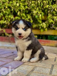 Long haired hotsell siberian husky