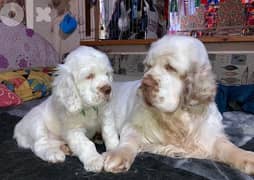 FIRST TIME IN EGYPT clumber spaniel puppies 0
