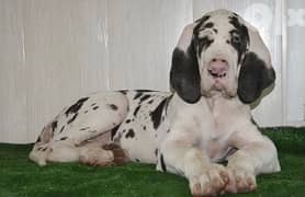 imported great dane puppies from best kennels in Europe 0