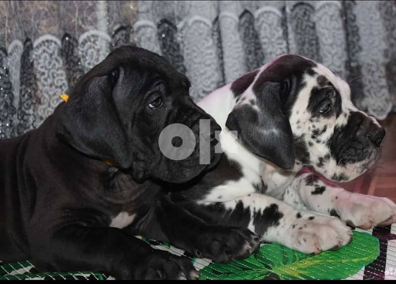 imported great dane puppies from best kennels in Europe 1