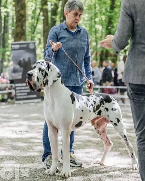 imported great dane puppies from best kennels in Europe 3
