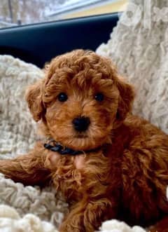 imported toy poodle puppies from best kennels in Europe 0