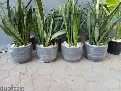 قصاري زرع فخار للديكور المنزل