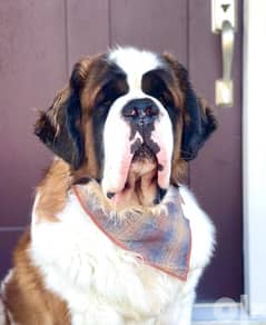 best male Saint Bernard for mating with pedigree 0