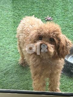 Adult Female toy poodle from Ukraine 0