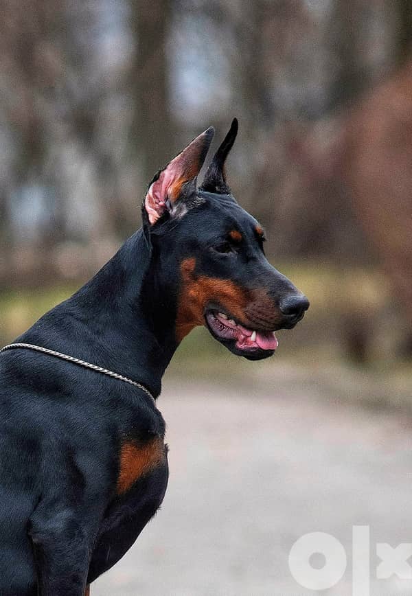 Doberman pinscher hot sale olx