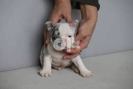French Bulldog - Rare Colors !!!!!!