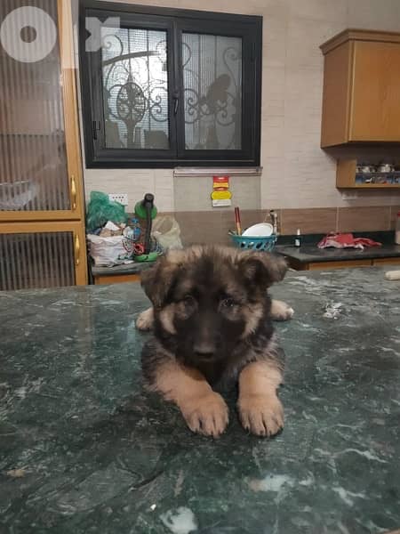 german shepard puppy - جرو جرمن شيبرد 0