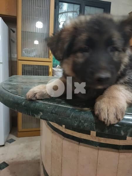 german shepard puppy - جرو جرمن شيبرد 1