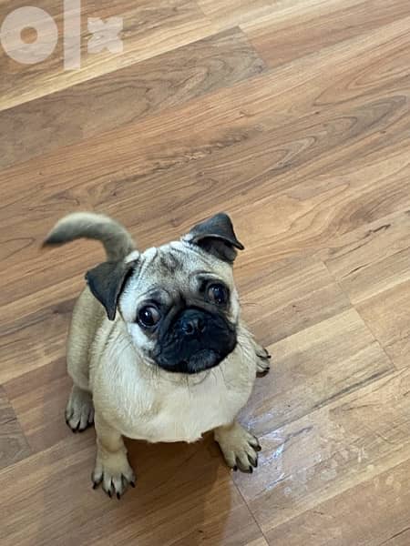 pug puppy for sale 2