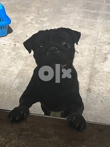 pug puppy for sale 6
