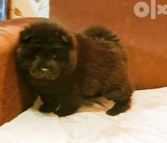 chow chow dogs 45 days 0