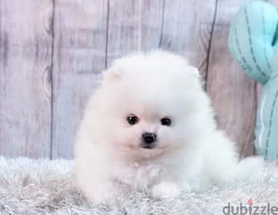Imported Mini Pomeranian Puppies From Europe amazong quality full doc. -  Dogs - 195919770