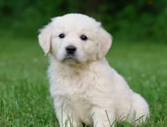 white golden retriever puppy wanted 0
