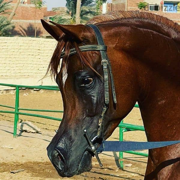 خيول عربية للبيع 1