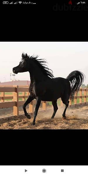 خيول عربية للبيع 2