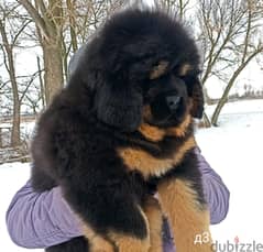 Huge sales lion dog