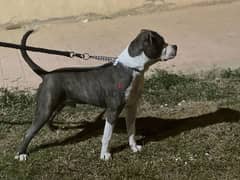 american staffordshire terrier 0