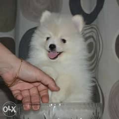 Pomeranian puppies all colours available 0
